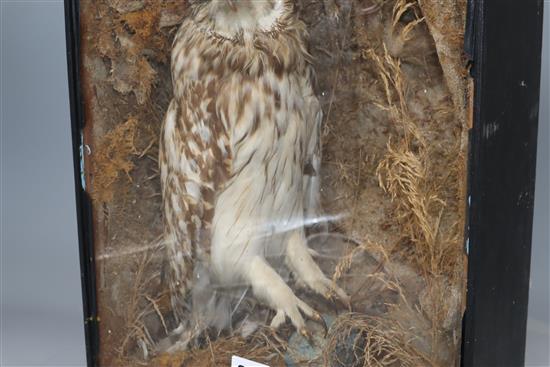 A taxidermic owl, cased